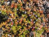 Crowberry