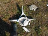 Whale Vertebra