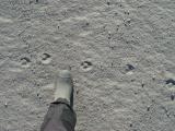 Arctic Fox Tracks