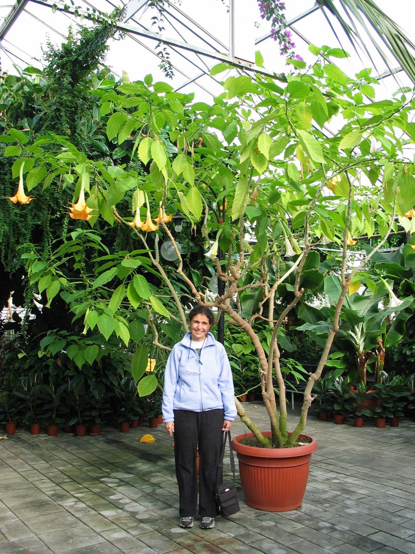 Brugmansia