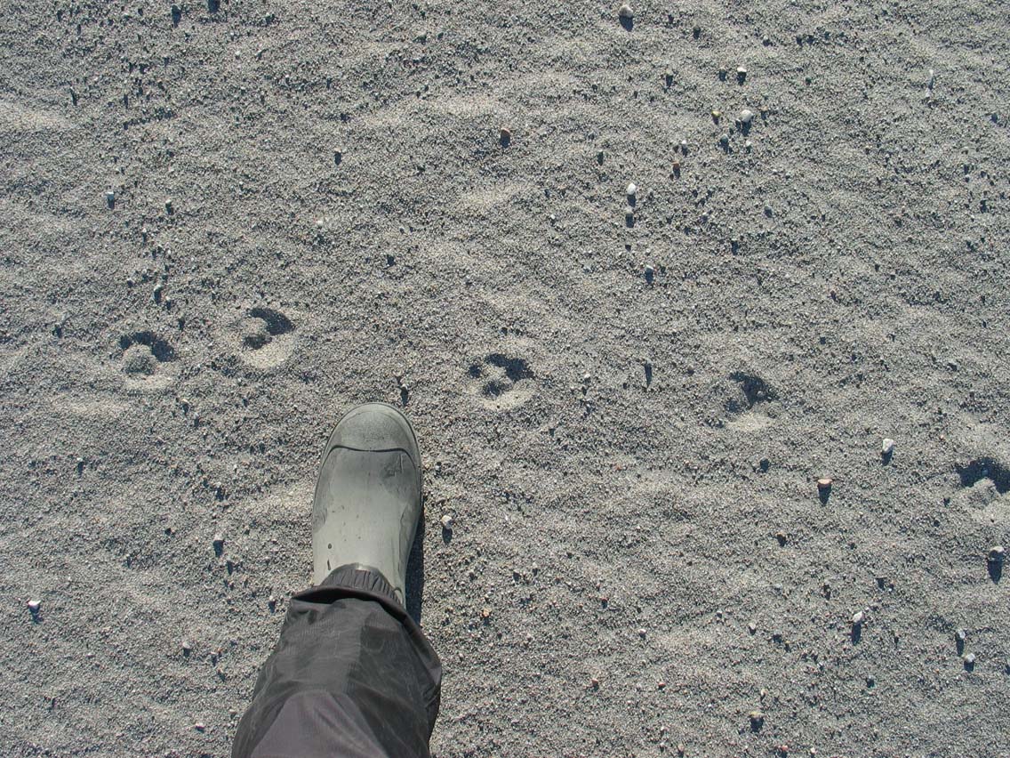 Arctic Fox Tracks