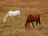 The Horses ... 04