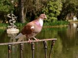 City Park of Caldas da rainha ... 02