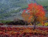 Serra da Estrela ... 03