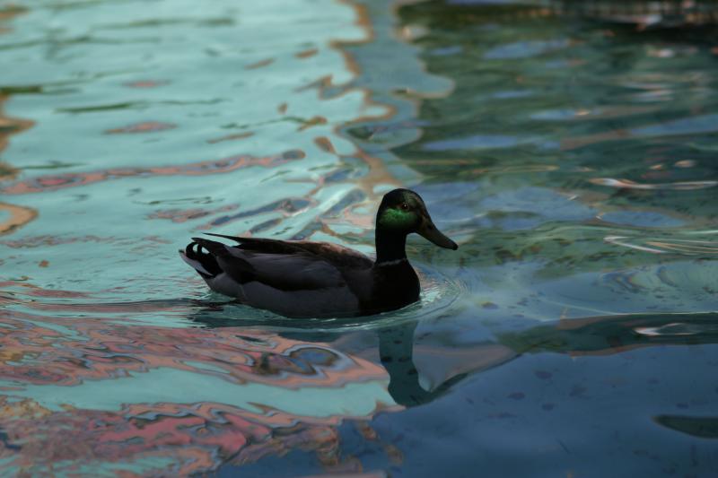 duck