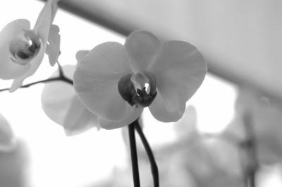orchidee blw.jpg