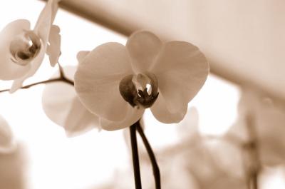 orchidee sepia.jpg