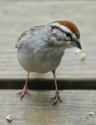 Chipping Sparrow 2