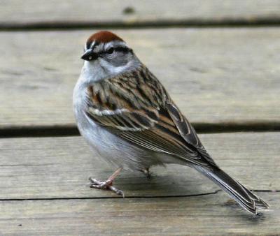 Chipping Sparrow 3