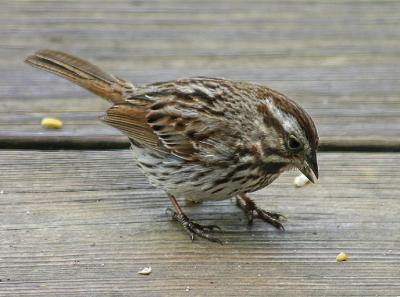 Song Sparrow 2