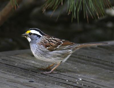 White Throated Sparrow 2