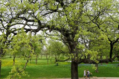 u44/pstewart/medium/28450351.oaktree3.jpg