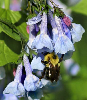 u44/pstewart/medium/28452116.bumblebells.jpg