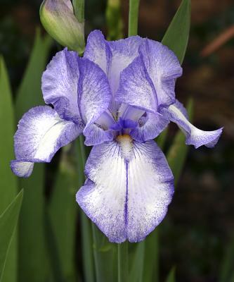 Giant Iris