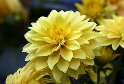 Yellow Dahlia