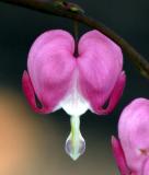 Bleeding Heart