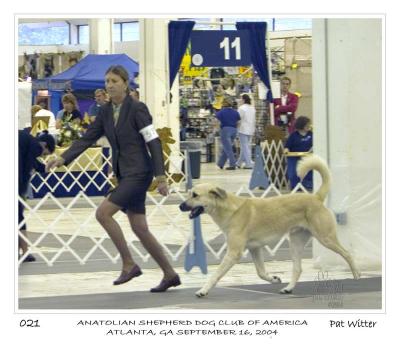 CHAMPION  BIRINCI'S Yahsi (Handsome)