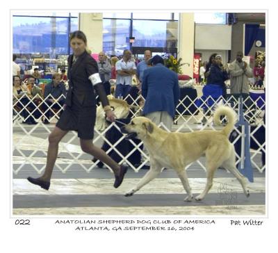 CHAMPION  BIRINCI'S Yahsi (Handsome)