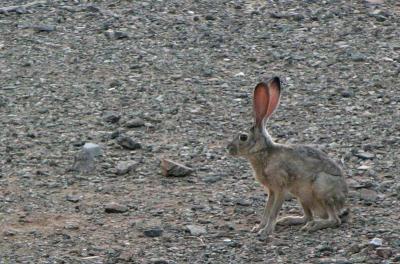 Jack Rabbit