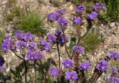 Scorpionweed