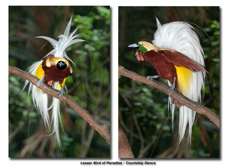 Lesser Bird of Paradise