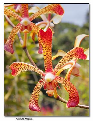 Orchid 15. Aranda Majula