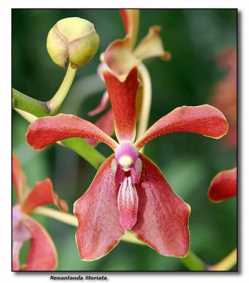 Orchid 33. Renantanda 'Storiata'