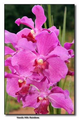 Orchid 34. Vanda 'Hilo Rainbow'