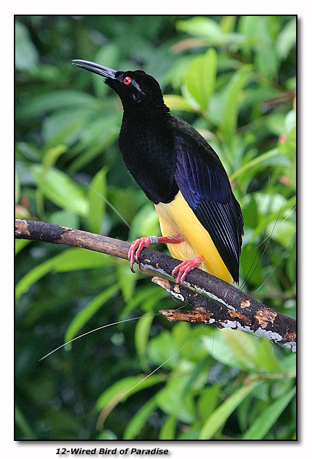 12-Wired Bird of Paradise