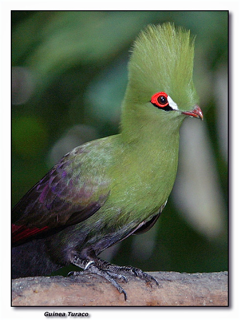 Guinea Turaco