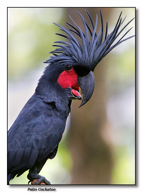 Palm Cockatoo