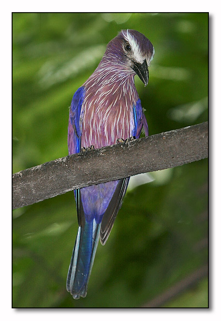 Purple Roller