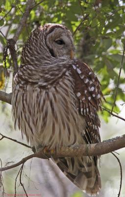 Barred Owl 1.jpg