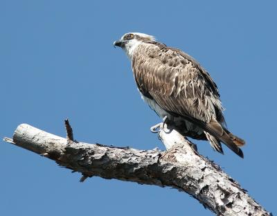 Osprey on branch1.jpg