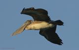 Pelican flying fishing line.jpg