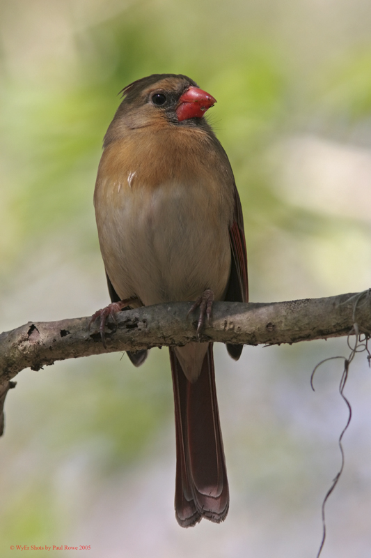 Cardinal female on branch.jpg