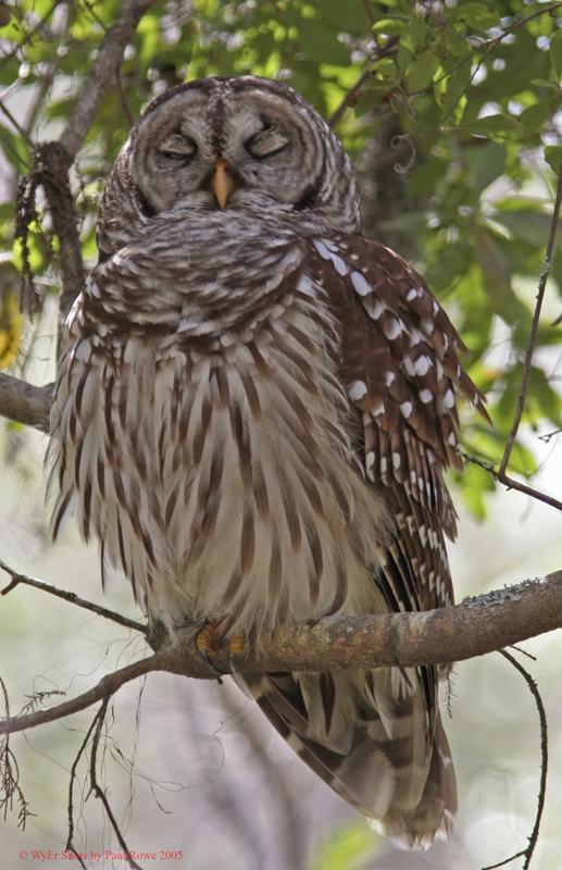 Barred Owl 2.jpg