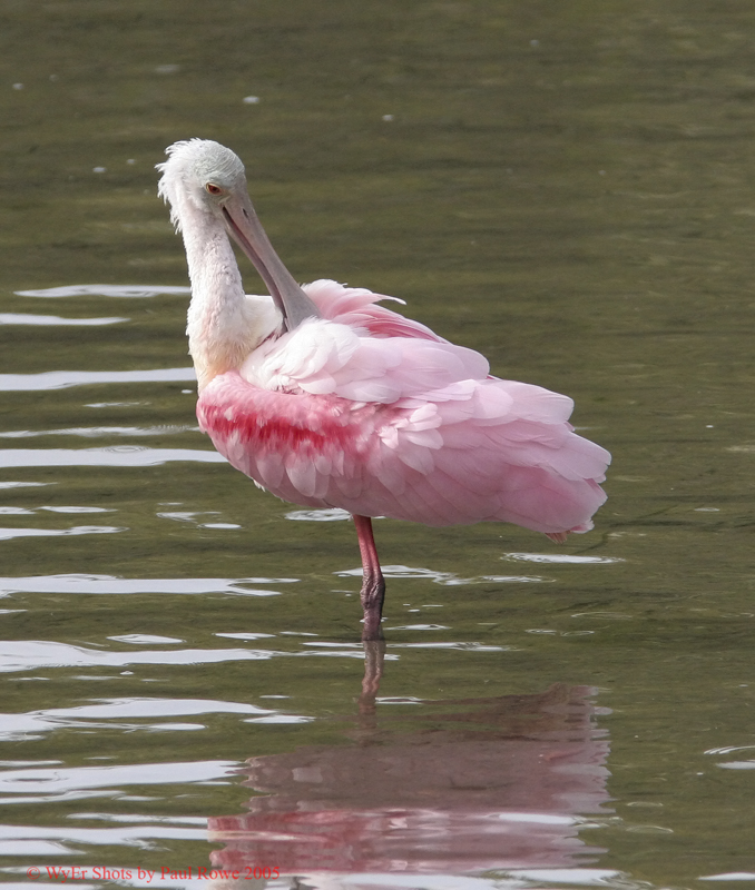 Spoonbill preening7.jpg