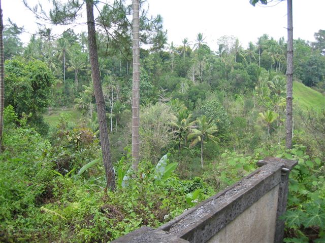 Ubud, Bali   on walk