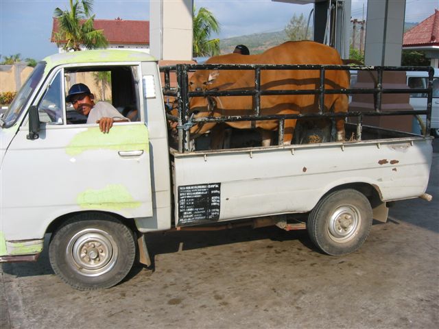 back to Lovina, stopped for fuel, cows in a truck, so I had to take a picture