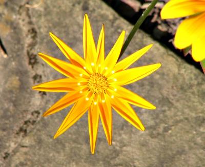 Gul blomma frn Sissinghurst Castle Garden