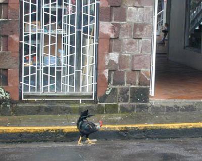 Street Chicken!