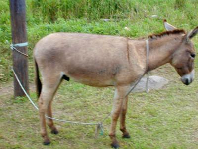 Donkey