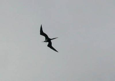 Frigate Bird