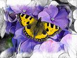 butterfly yellow.jpg