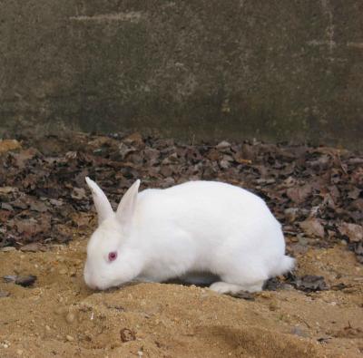 Rabbit behind the stage