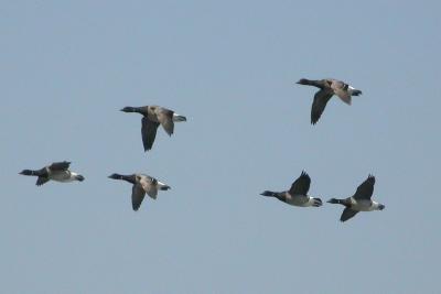 Flying Brant, Whipple Pt., Brier, copy_filtered-pb.jpg