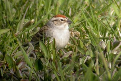 Chipping Sparrow, Westport,  copy-pb.jpg