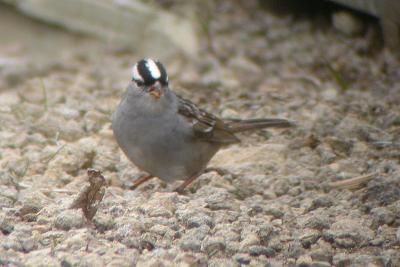Wh-Crowned Sparrow leucophrys, Westport,  copy_filtered-pb.jpg