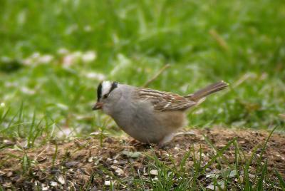 White-crowned Sparrow gambelli, Westport,  -pb.jpg
